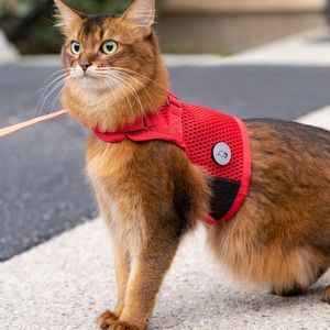 Sleepypod Cat Harness (Medium)